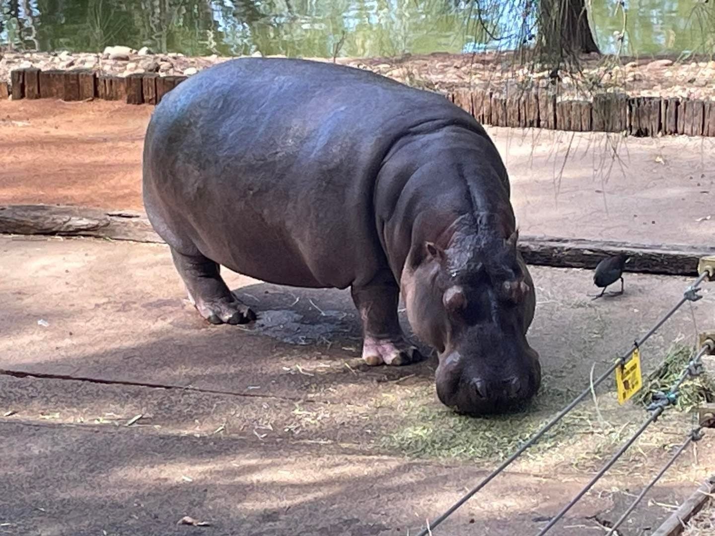 Dubbo Zoo 2025 Image -67de04d300ad2